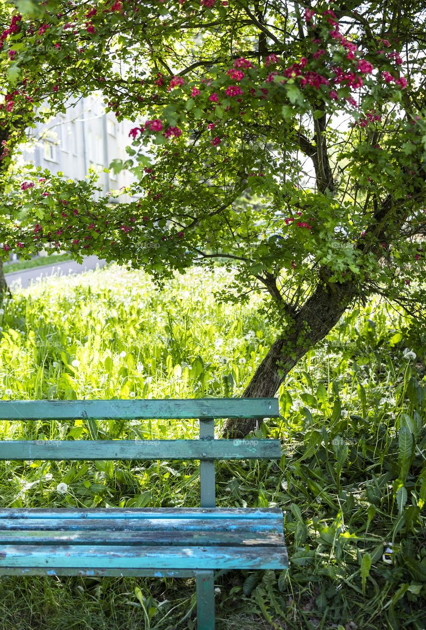 Green bench under flowering hawthorn tree. 