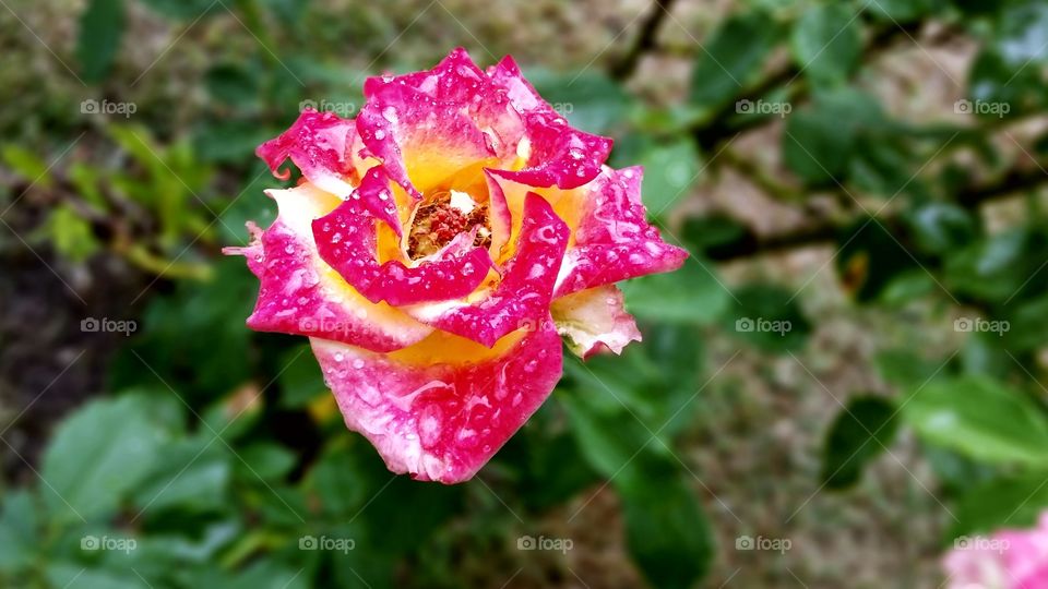 rose with raindrops
