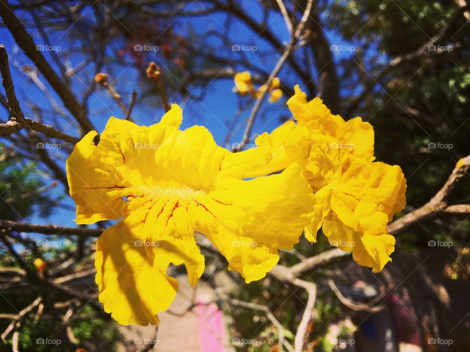 As #flores do #ipêamarelo!
#FotografiaÉnossoHobby
🌹
#flor #flowers #flower #pétalas #garden #natureza #nature #flora #fotografia 