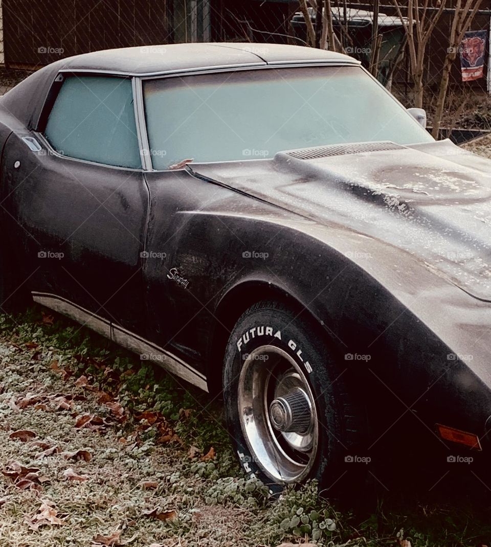 Frosty Stingray 