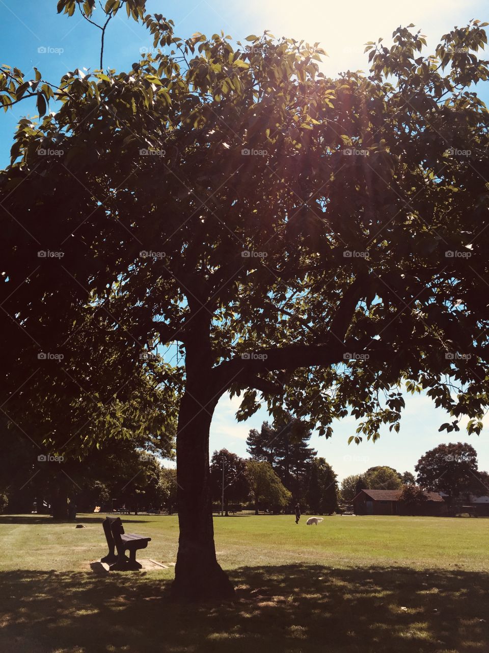 Such a beautiful tree and the colours of the leafs are tremendously attractive. 