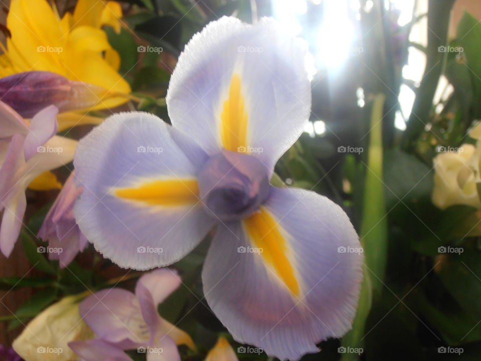 Blue And Yellow Iris Flower