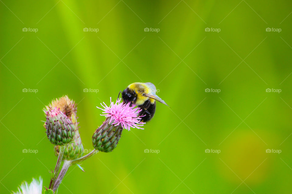 Bee