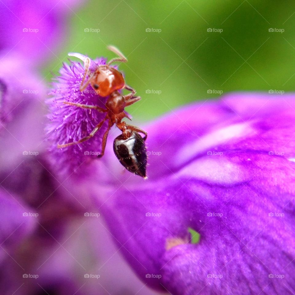 Macro of an ant on a purple flower.