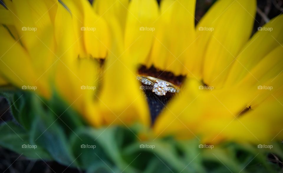 Peeking through the pedals