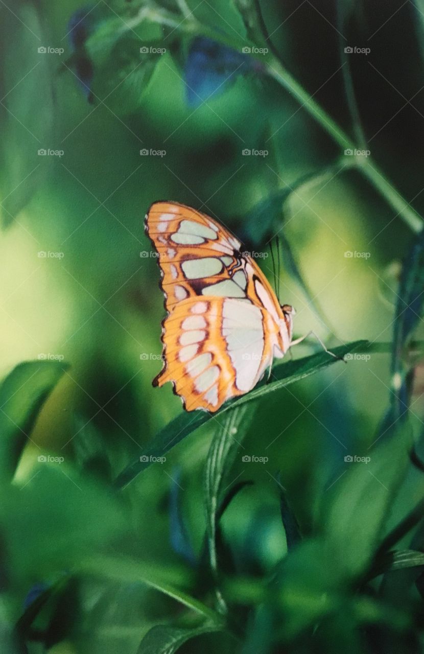 Butterfly 