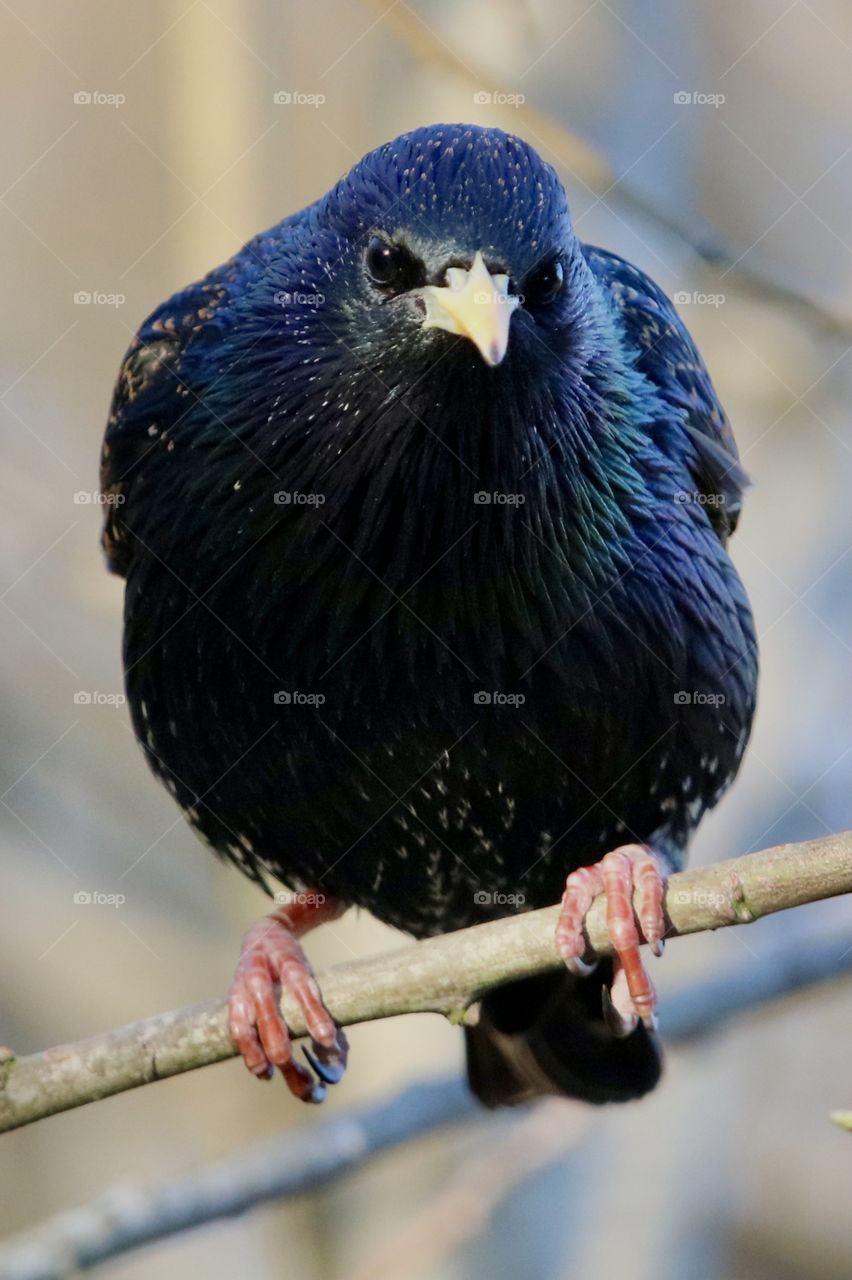 Starling
