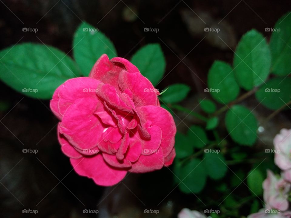 sri lankan photographer