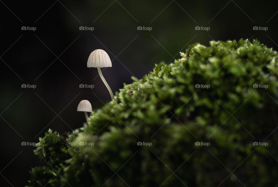 2 Phloeomana mushrooms growing out of the moss