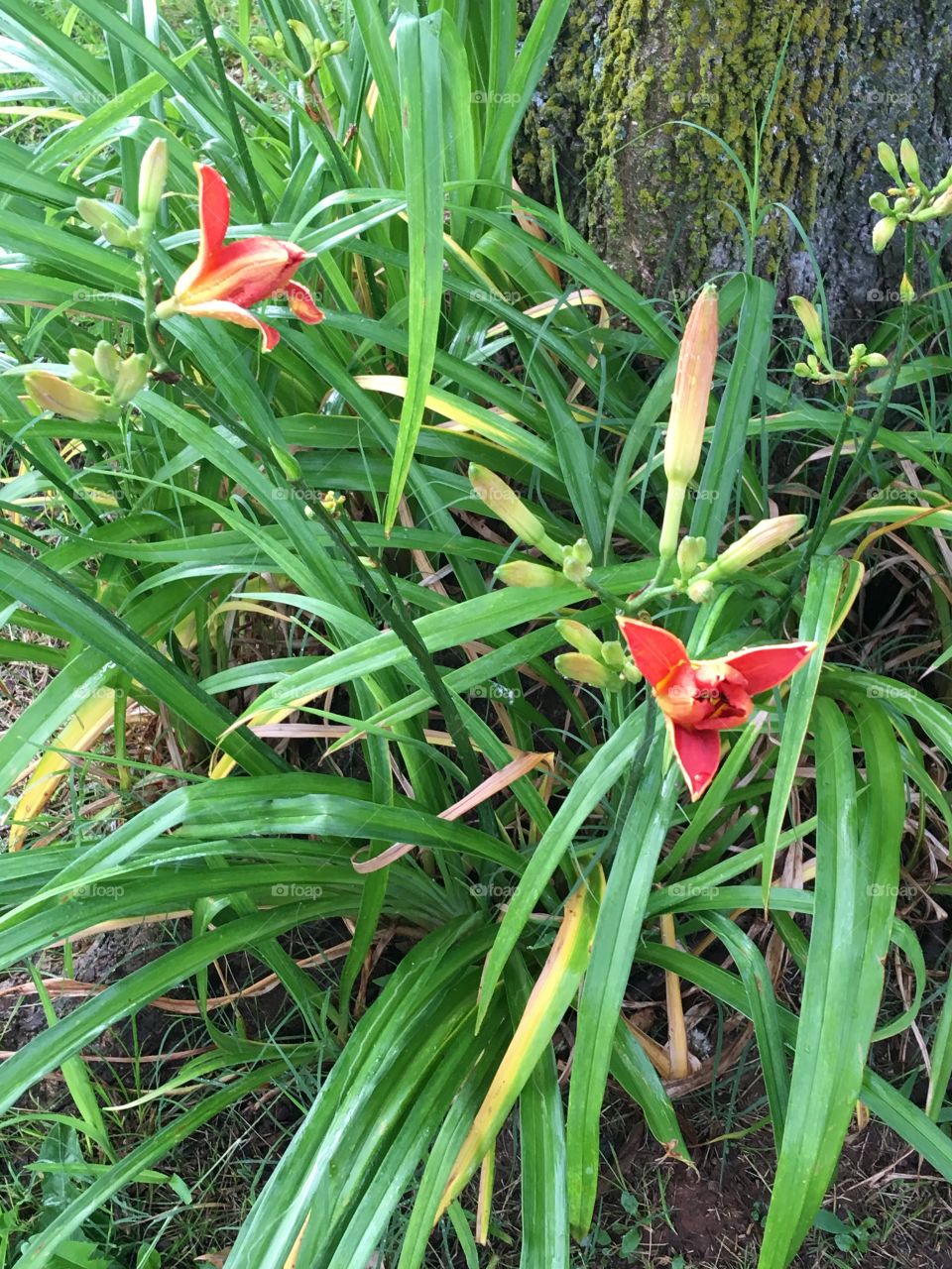 Front of a tree in the front yard my bright orange lilies are getting ready to bloom!