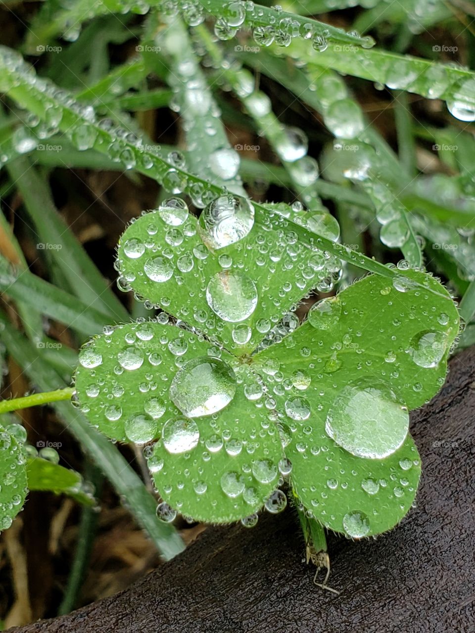 The beauty of water droplets