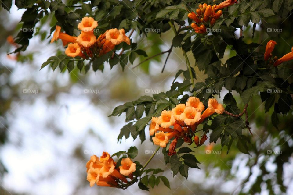 Trumpet vines