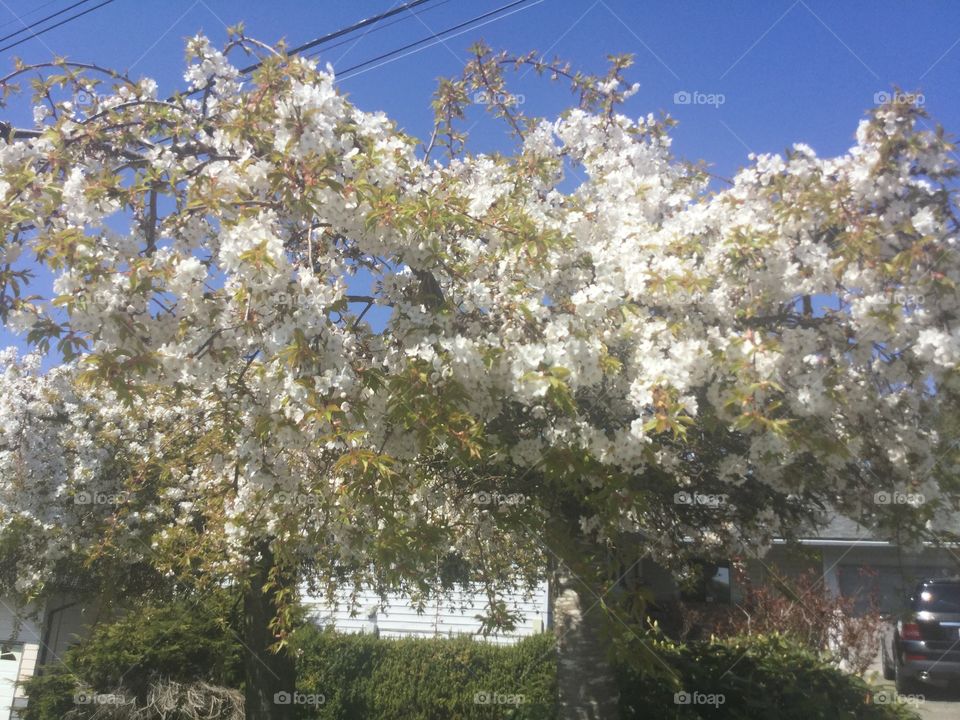 Hydrangea in bloom in the Springtime 