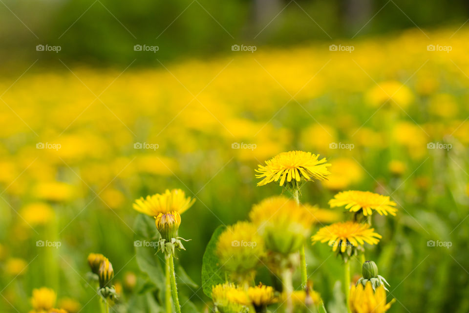 Field of blooming yellow dandelions