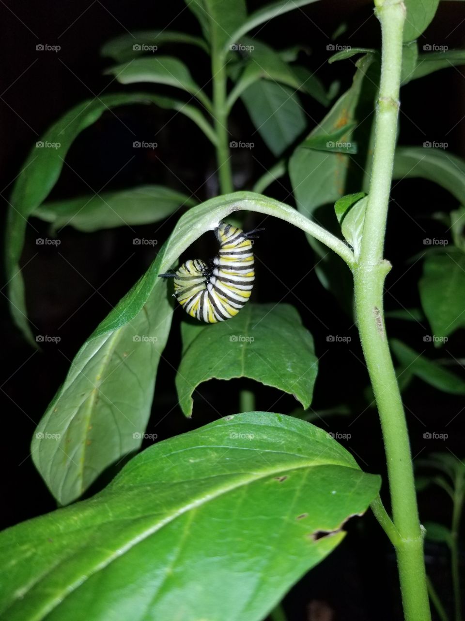 monarch cocoon
