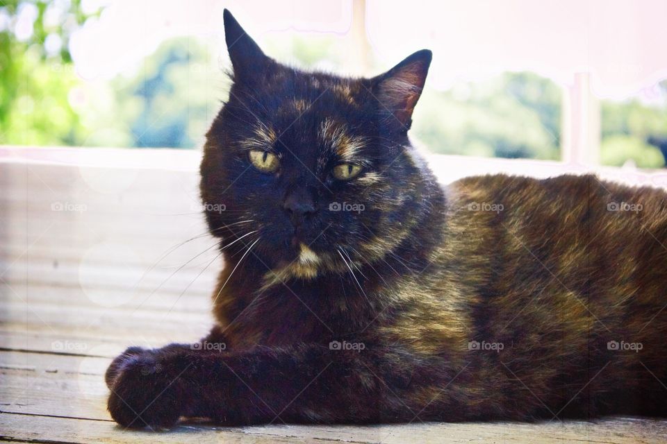 Medium shot of a tortoise shell cat, looking at the camera, laying on a white wooden surface against a blurred tree background on a sunny day