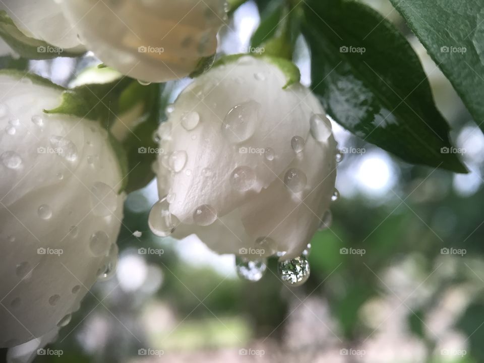 Bells and Summer Raindrops