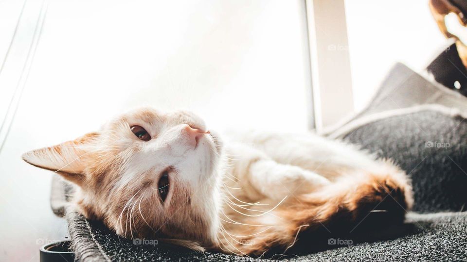 Laying in the sunshine.