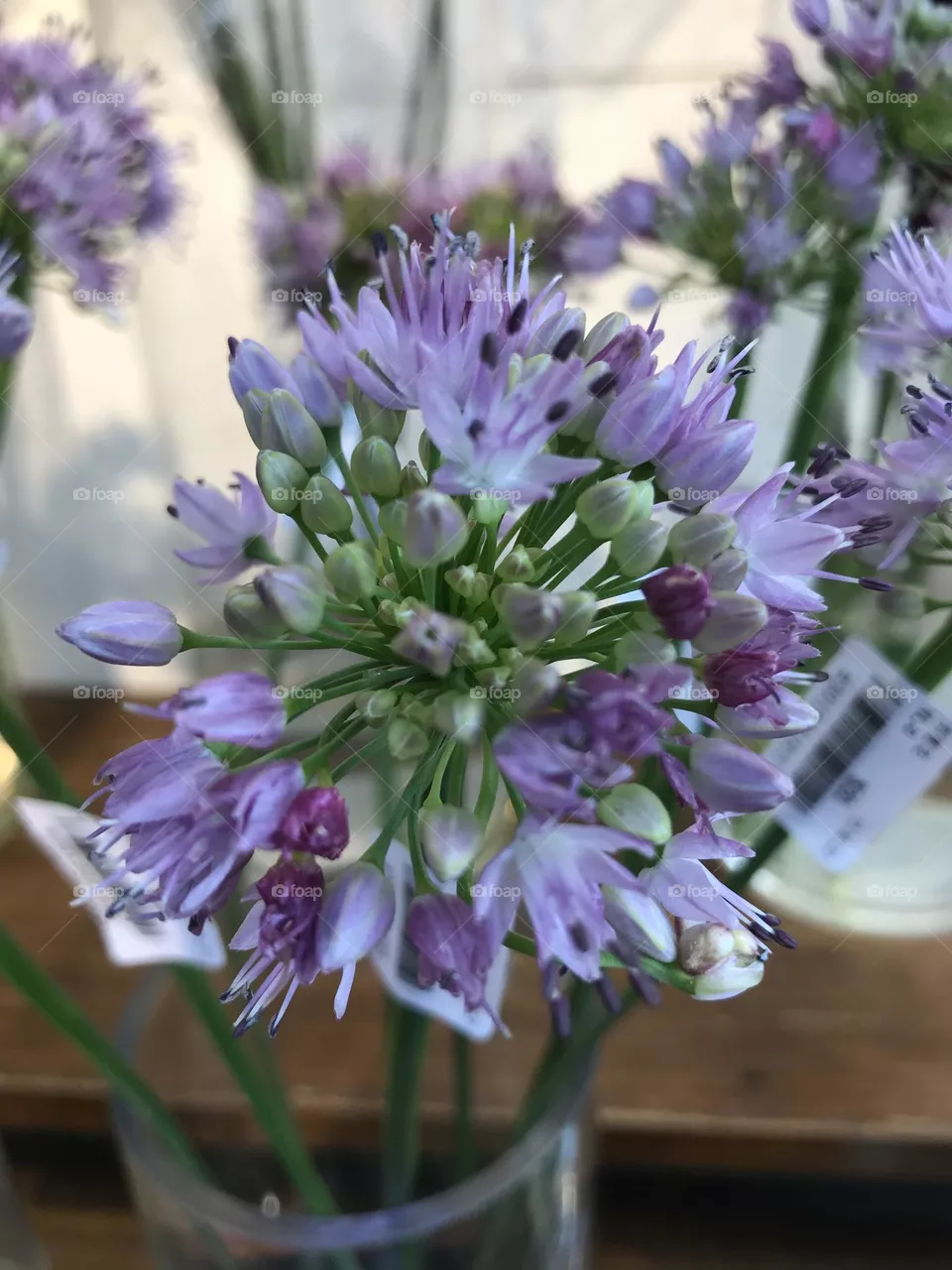 Flower 🌸