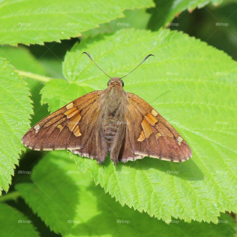 spring brings the butterflies