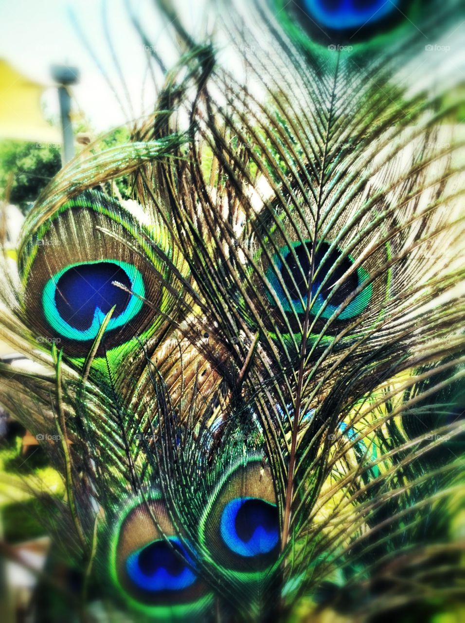 The eyes . A peacocks feathers.