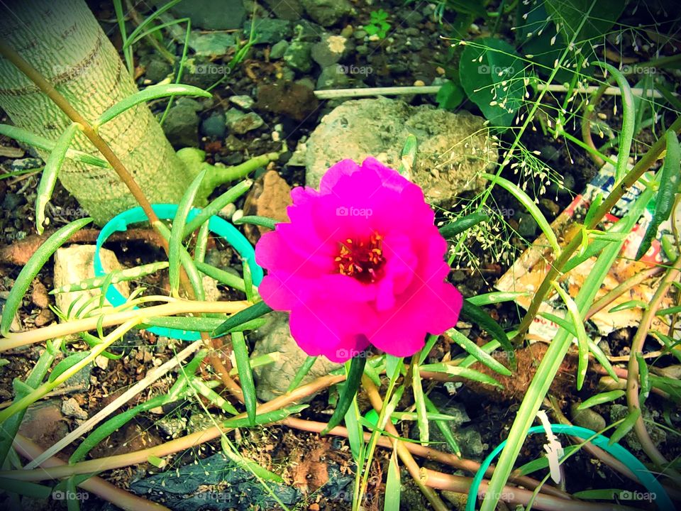 Moss-rose purslane 
 or Portulaca grandiflora
Grooming Flower
🌺🌺🌺🌺🌺