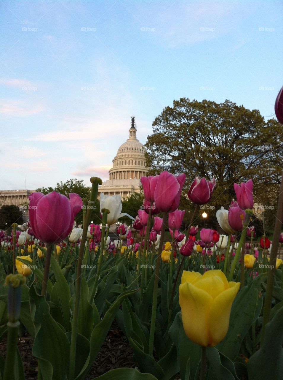 The Capitol building in springtime 