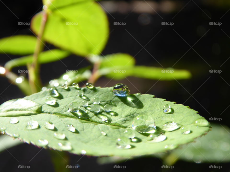 Waterdrop - Leaf 