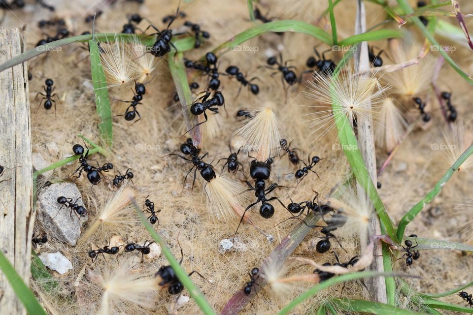 Close up ant community