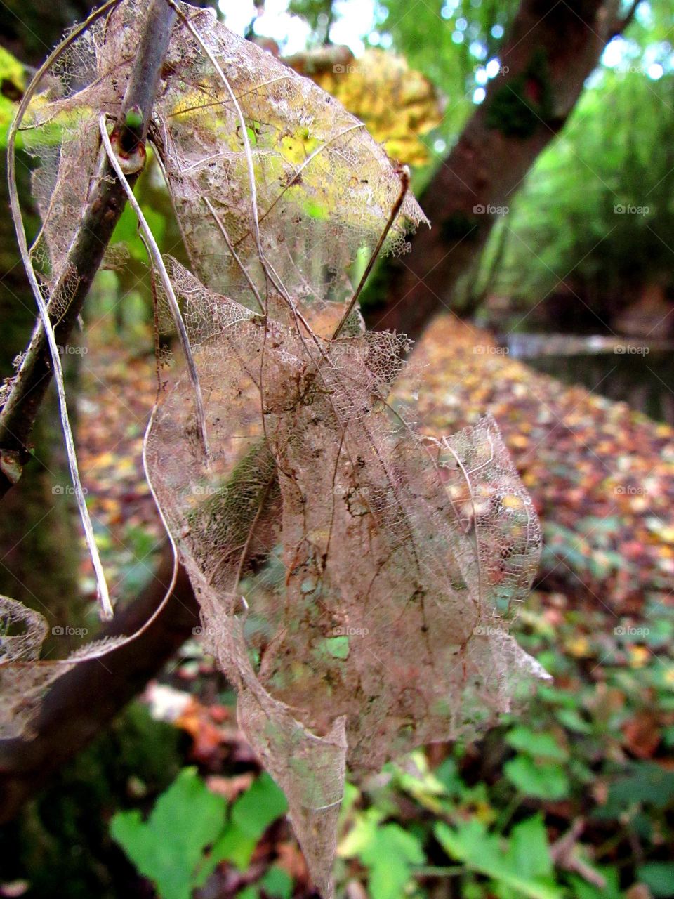 natural lace