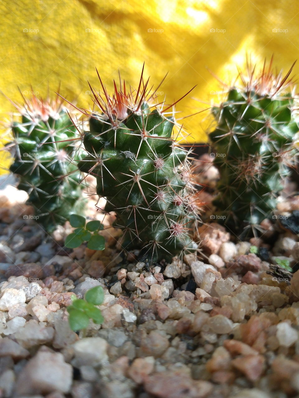 cactos