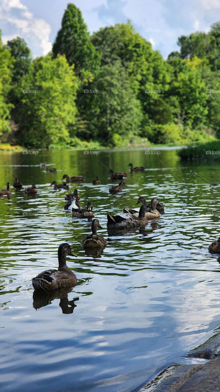 A sunlit lake, lush with greenery, as ducks glide peacefully, leaving ripples in the calm water.