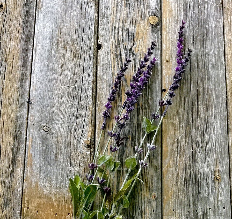 Purple flower on table