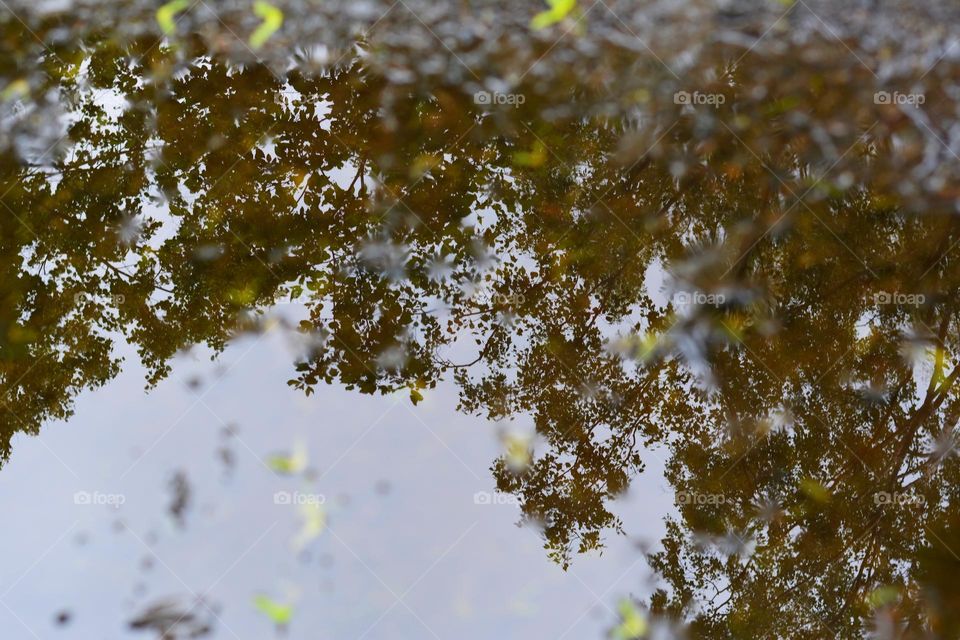 view from the ground branch reflection in water spring nature