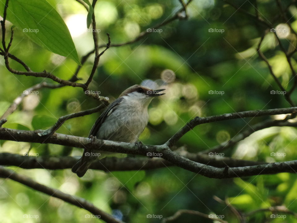 Bird Call   Bird on tree limb mating call  Beautiful Bird 