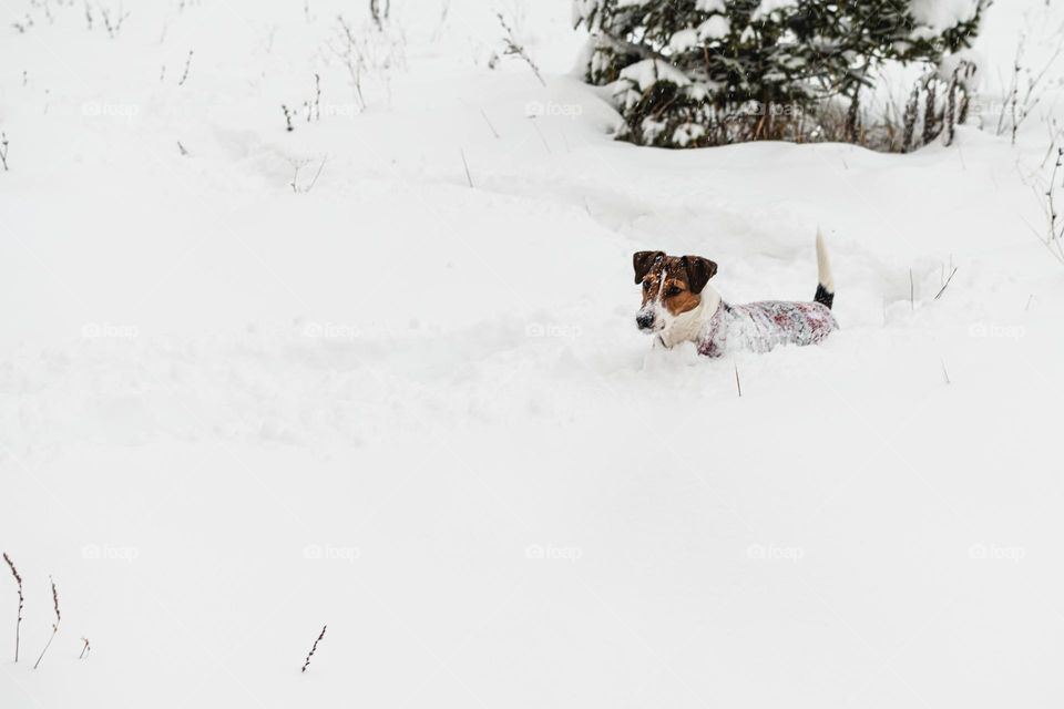 Dog in the snow.