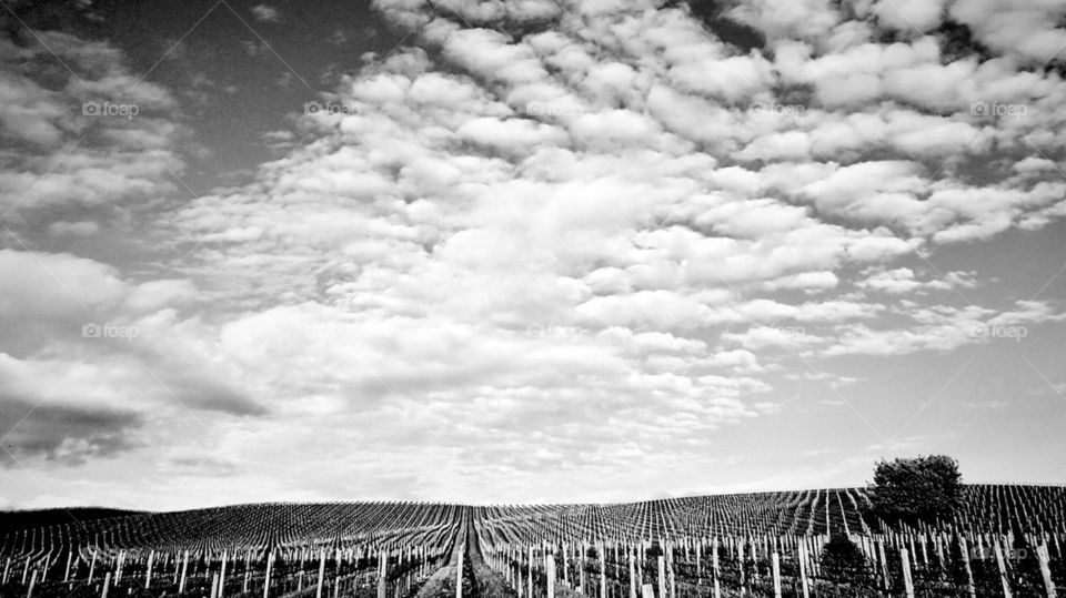 vineyard and clouds