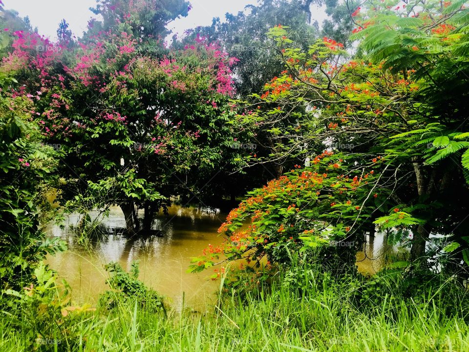 Beauty of nature ( flower tree with flood)
