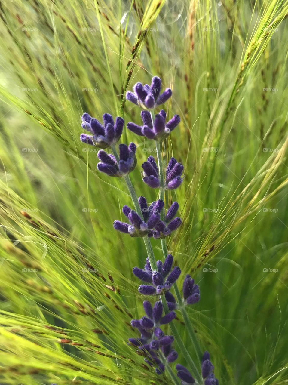 Lavendel 