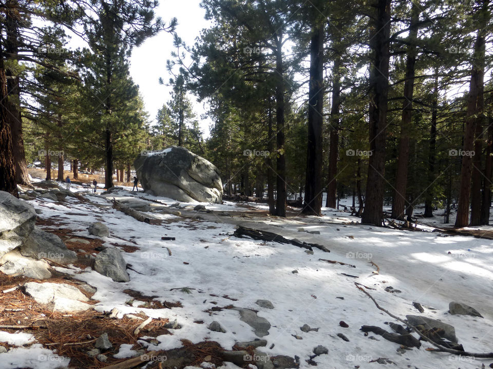 snowy Forest