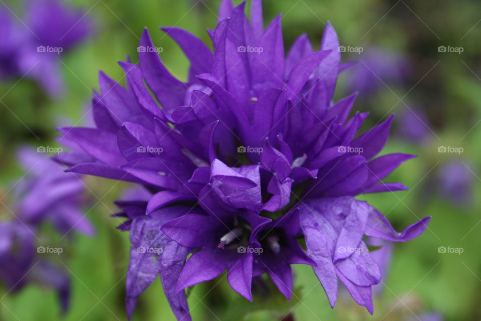 Pretty in Purple 