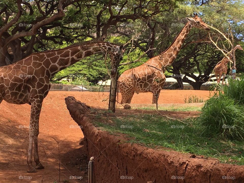 familia la giraffes 