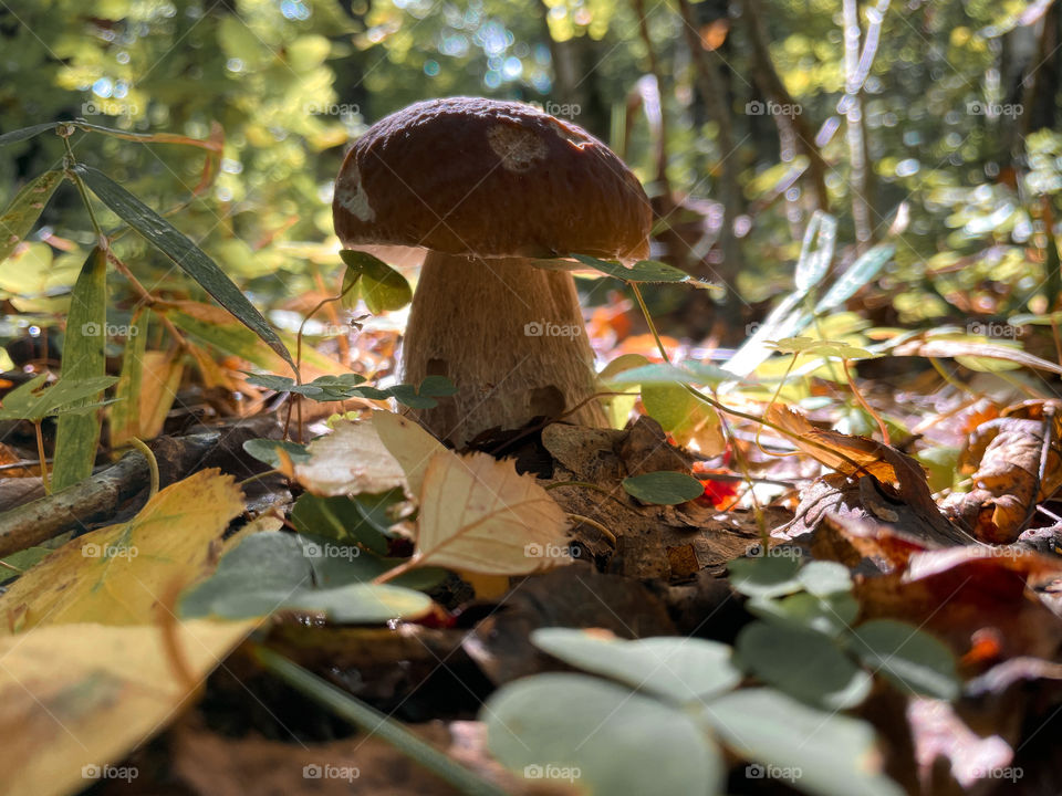 Mushrooms in autumn forest in sunny day