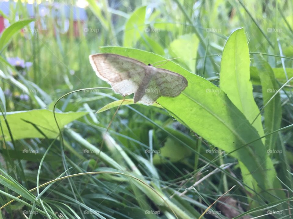 Butterfly under leaf