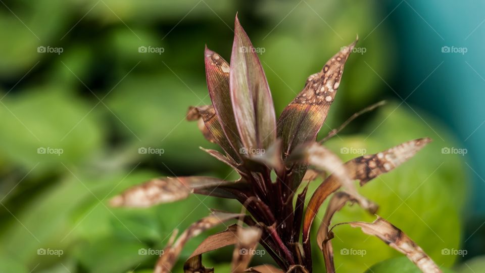 Close-up of leaves