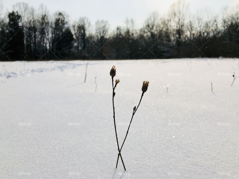 Winter plant 