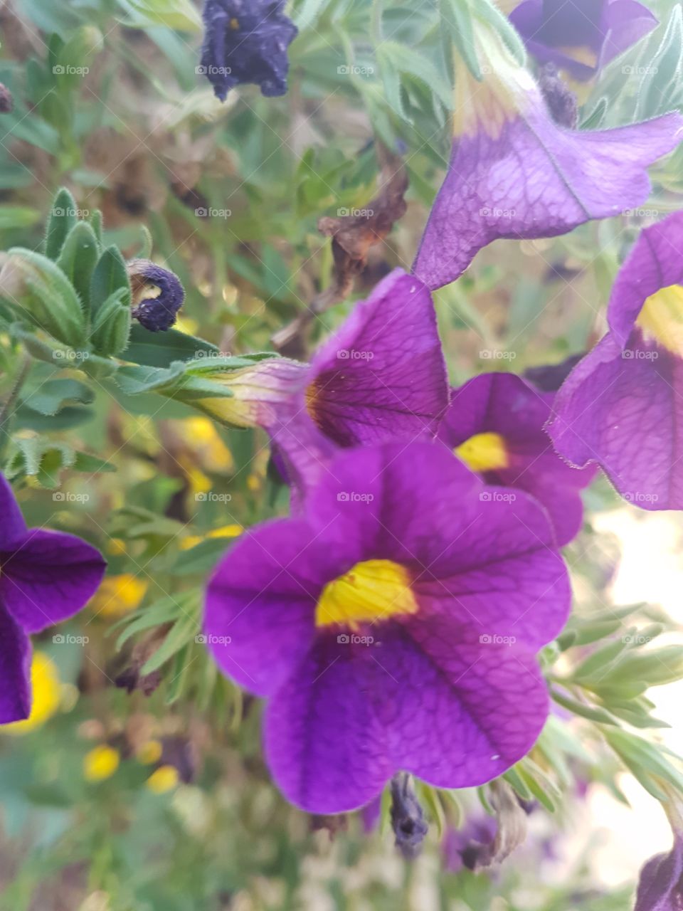Some beautiful purple flowers.