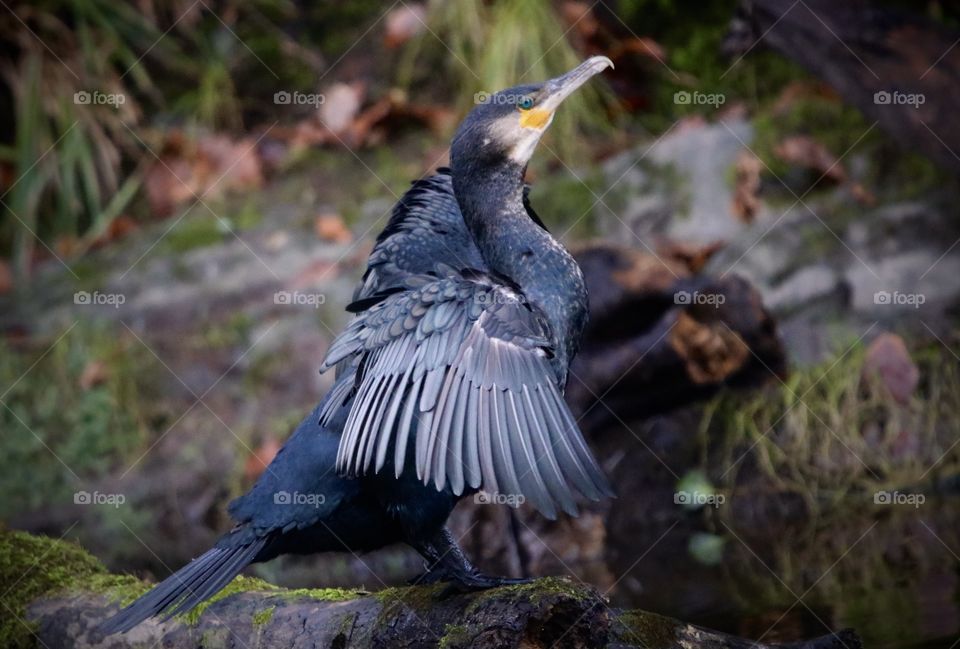 Cormorant 