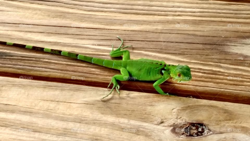 green iguana