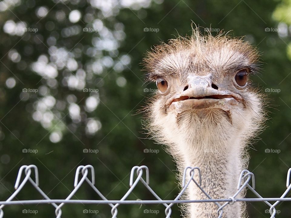 ostrich